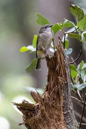 Golden Whistler