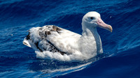 Wandering Albatross