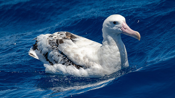 Wandering Albatross