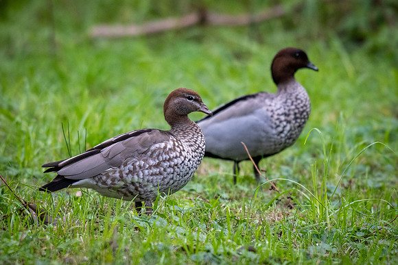 Australian Wood Duck