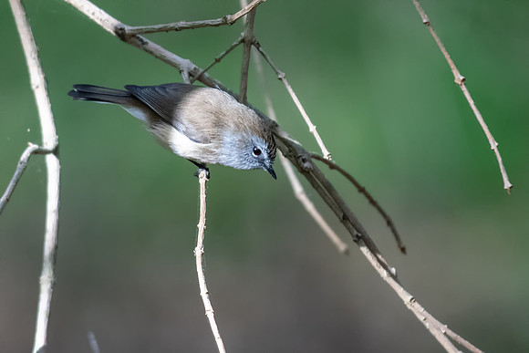 Brown Gerygone
