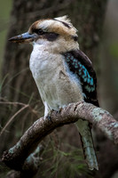 Laughing Kookaburra