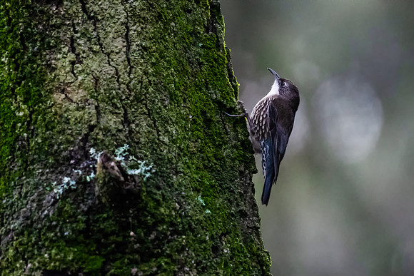 White-throated Treecreeper