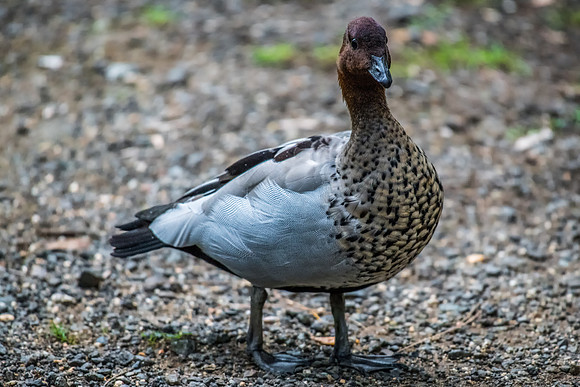 Australian Wood Duck