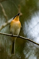 Satin Flycatcher