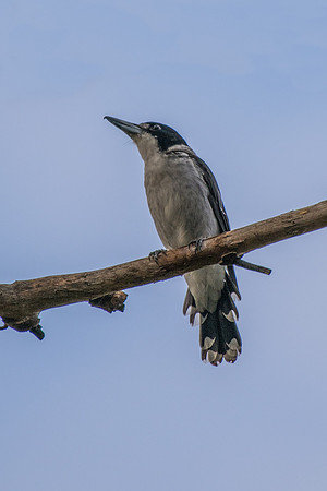 Grey Butcherbird