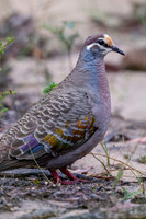 Common Bronzewing