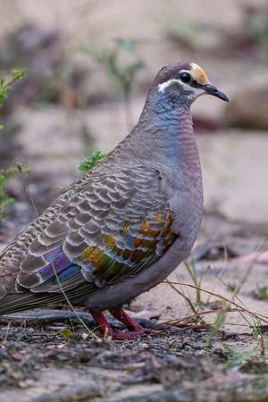 Common Bronzewing