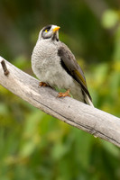 Noisy Miner