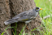 Noisy Miner