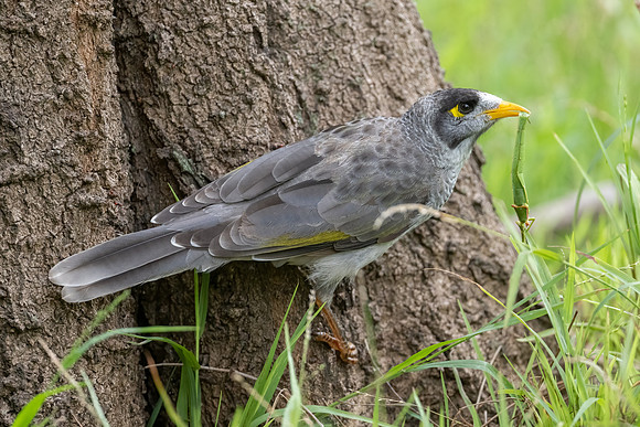 Noisy Miner
