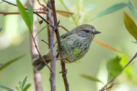 Striated Thornbill