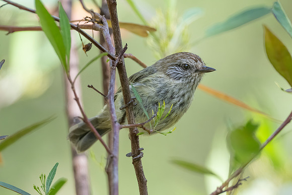 Striated Thornbill