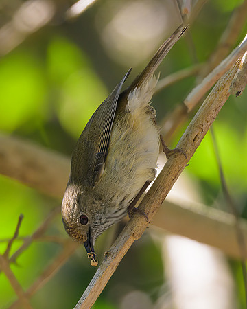 Brown Thornbill