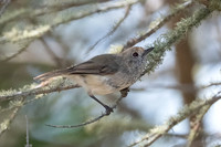 Brown Thornbill