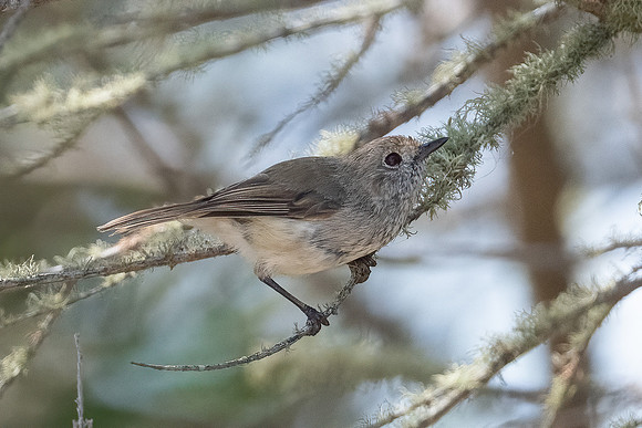 Brown Thornbill