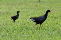 Common Gallinule