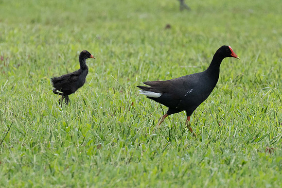 Common Gallinule