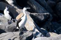 Black-faced Cormorant