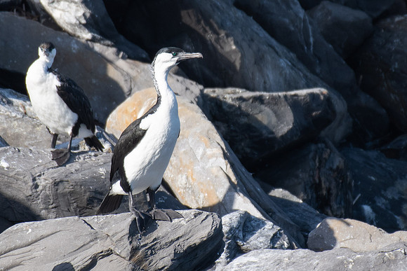 Black-faced Cormorant