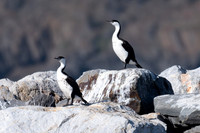 Black-faced Cormorant