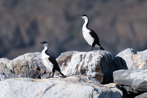 Black-faced Cormorant