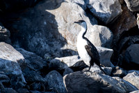Black-faced Cormorant