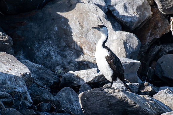 Black-faced Cormorant