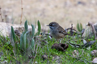 White-browed Scrubwren