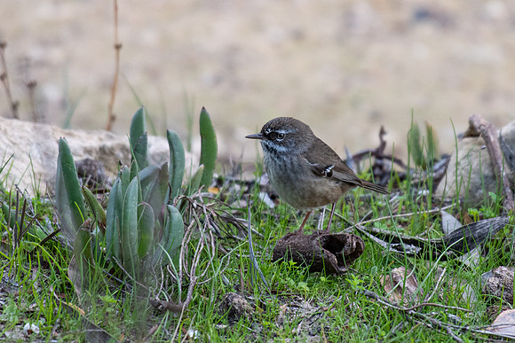 White-browed Scrubwren