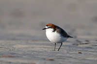 Red-capped Plover