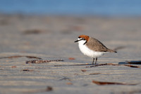 Red-capped Plover