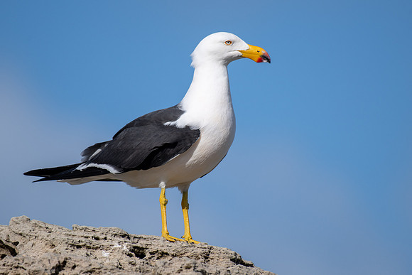 Pacific Gull