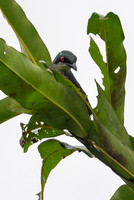 Metallic Starling