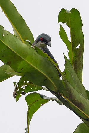 Metallic Starling