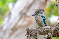 Blue-winged Kookaburra