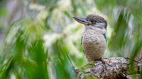 Blue-winged Kookaburra