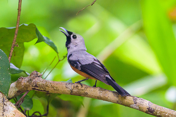 Black-winged Monarch