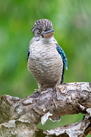 Blue-winged Kookaburra