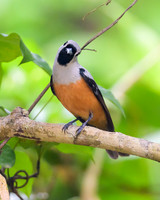 Black-winged Monarch