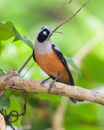 Black-winged Monarch