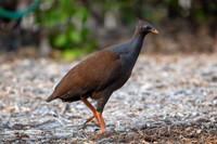 Orange-footed Scrub Fowl