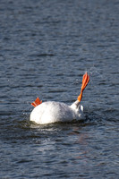 Greylag Goose