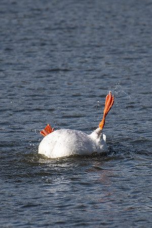 Greylag Goose
