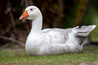 Greylag Goose