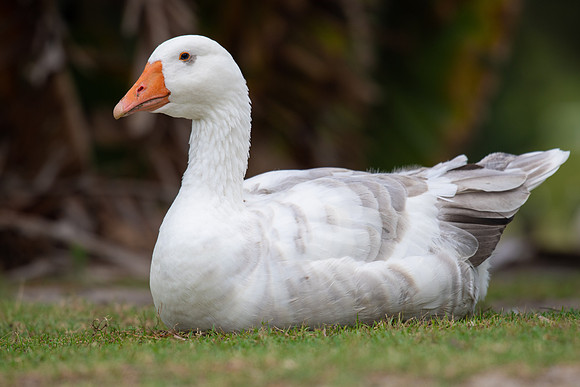 Greylag Goose
