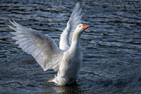 Greylag Goose
