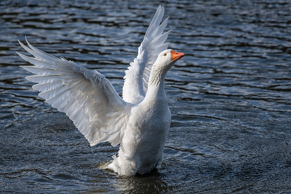 Greylag Goose