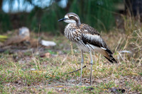 Beach stone-curlew