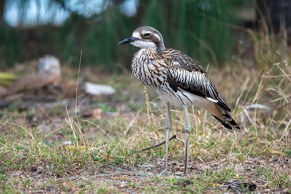 Beach stone-curlew